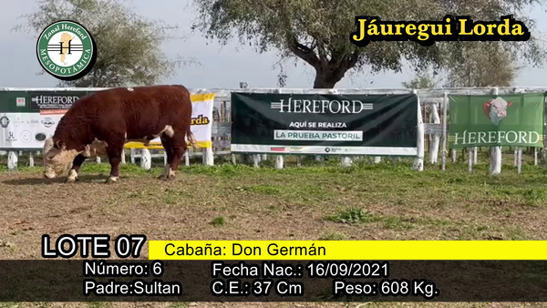 Lote TORO