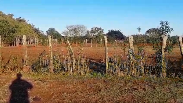 Lote 115 Vaquillonas