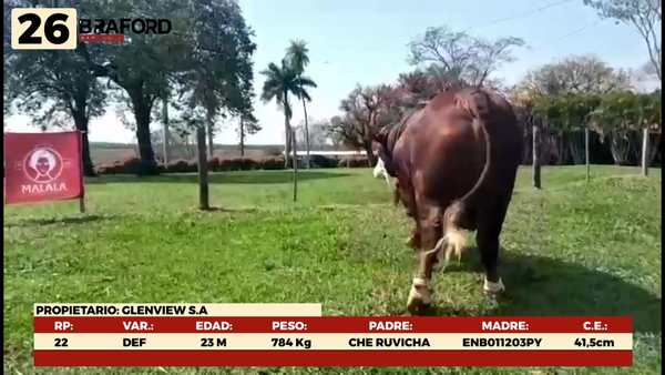 Lote LOTE 26 MACHOS DE CAMPO