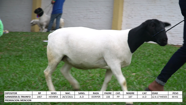 Lote Dorper Expo Internacional 2022 - Lote 1