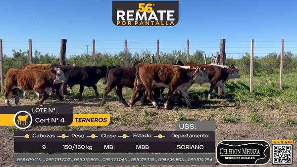 Lote 9 Terneros en Palo Solo, Soriano