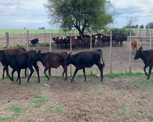 Lote (Vendido)8 Terneras 7 AA X HO,  1 RA X HO 145kg - , Colonia