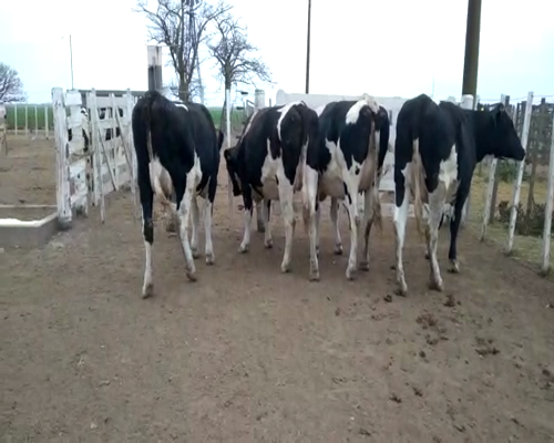 Lote VAQUILLONAS PREÑADAS