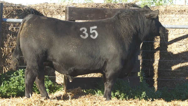 35 40850N — TOROS ANGUS PURO CONTROLADO