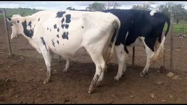 Lote 3 vacas holando