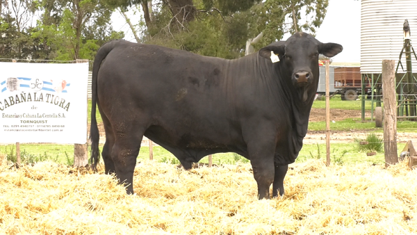 Lote MACHOS BRANGUS REGISTRO CONTROLADO