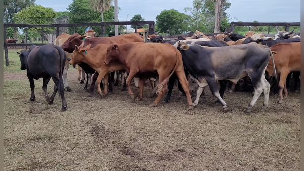 Lote Lote Toros y Novillos