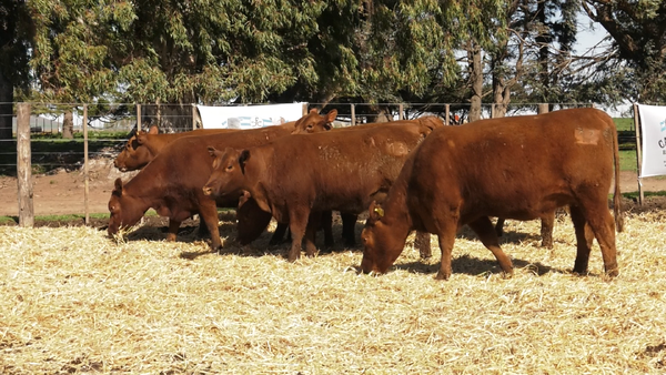 Lote VAQUILLONAS GENERALES