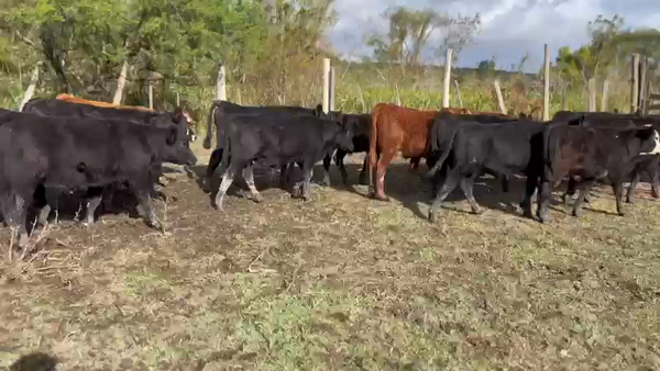 Lote 35 Terneros/as