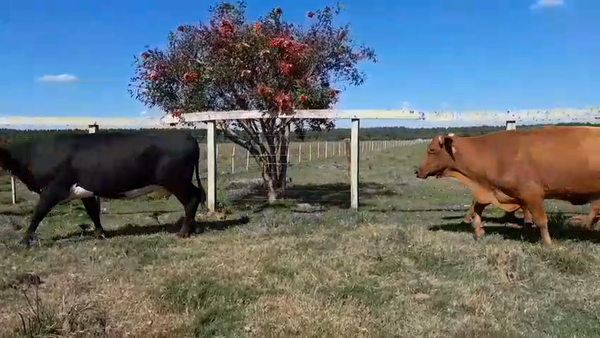 Lote 27 Vacas de invernar