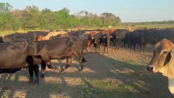 Lote 42 Vacas Preñadas y Paridas