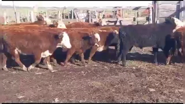 Lote 40 TERNS. MACHOS Y HEMBRAS, CNEL. SUAREZ, PCIA. DE BS. AS.