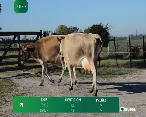 Lote VACAS  EN PRODUCCIÓN