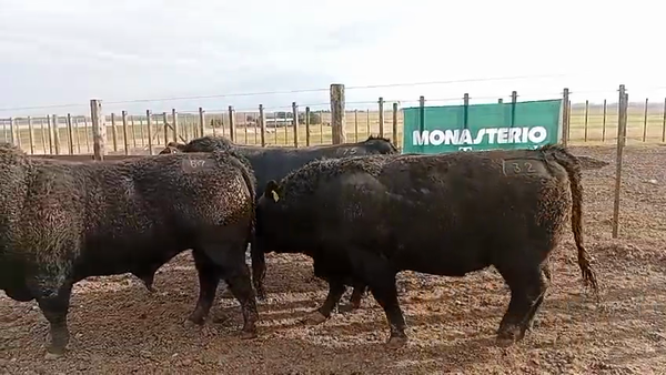 Lote Toros