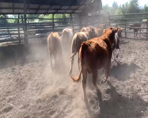 Lote 14 Ternero en Los Ángeles, VIII Región Biobío