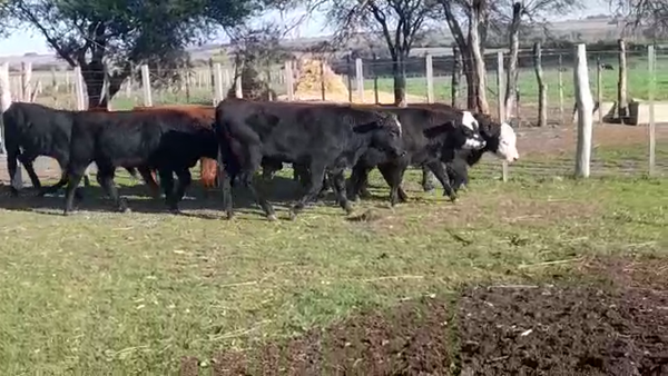 Lote TERNEROS