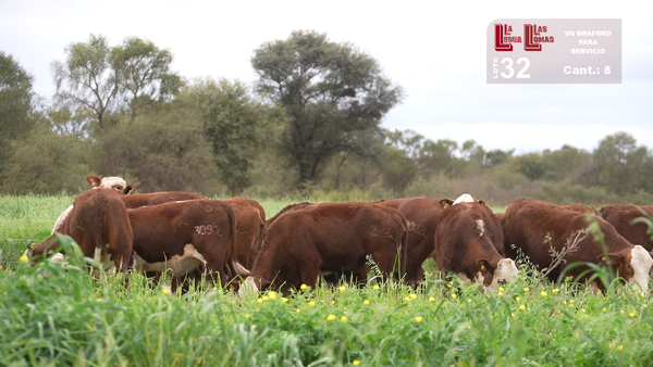 Lote VAQUILLONAS PARA SERVICIO BRAFORD