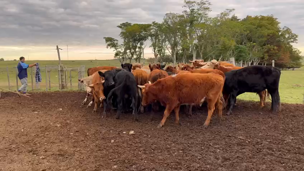 Lote NOVILLOS FORMADOS