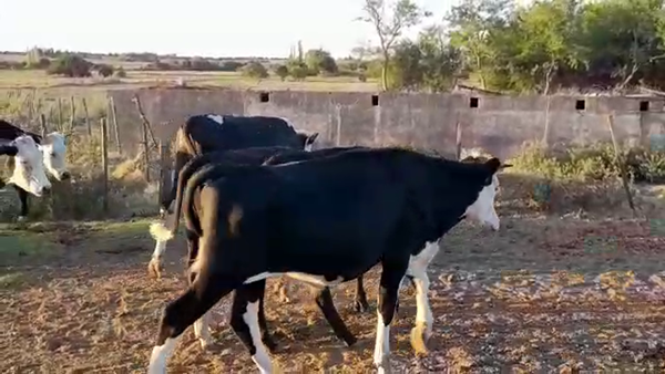 Lote (Vendido)10 Novillos 1 a 2 años HEREFORD/ HOLANDO, San José