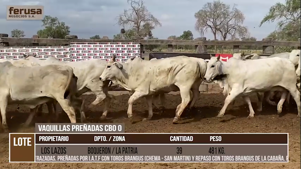 Lote LOTE 32 - 39 VAQUILLAS PREÑADAS CBO 0