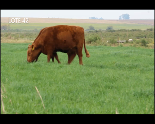 Lote CABAÑA “MALAIKA” de CabaÑa Victoria SRL VAQUILLAS PURAS CONTROLADAS COLORADAS PREÑADAS