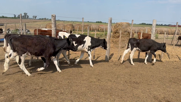 Lote 15 Vaquillonas Holando en Ramona, Santa Fe