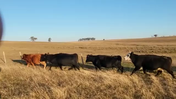 Lote 27 Vaquillonas Vacas Preñadas ANGUS 390kg - , San José