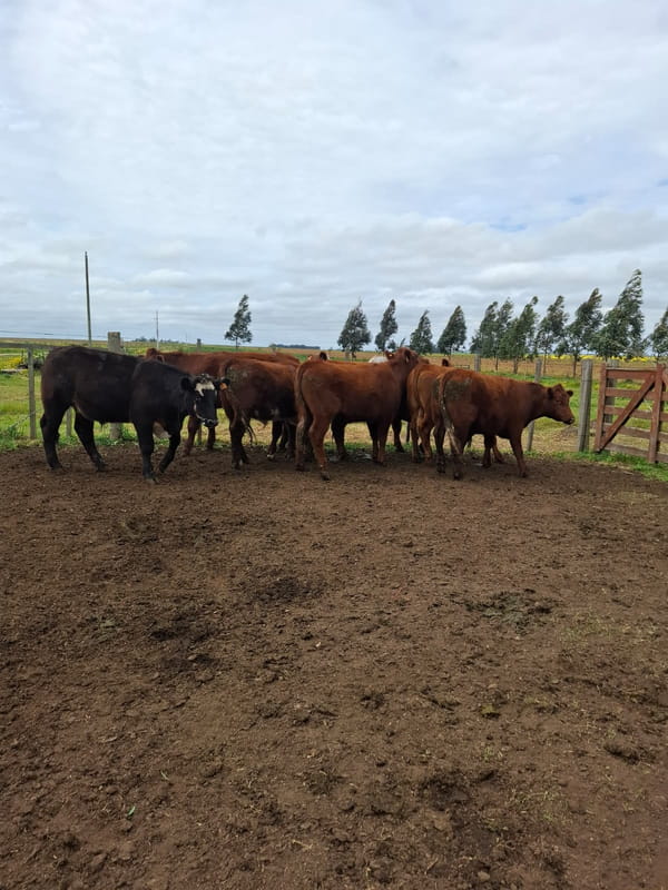 Lote Santa Cecilia
