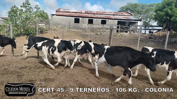 Lote 9 Terneros en Colonia