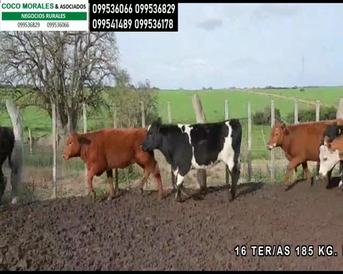 Lote 16 Terneras en Las Víboras, Colonia