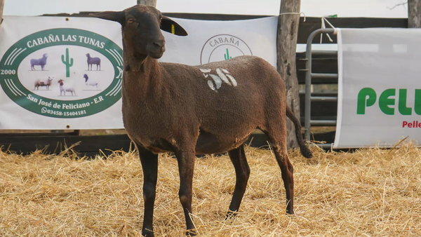 Lote SANTA INES HEMBRA