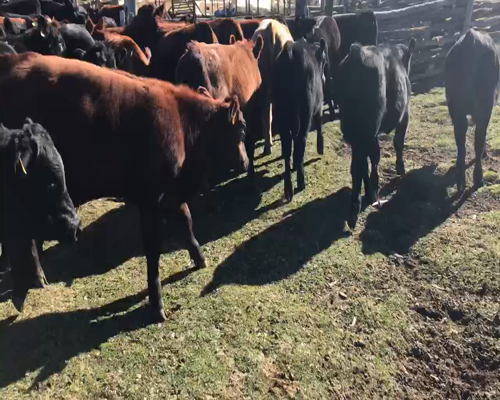 Lote 30 Ternero en Coyhaique, XI Región Aysén