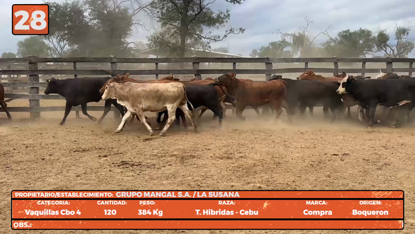 Lote LOTE 28