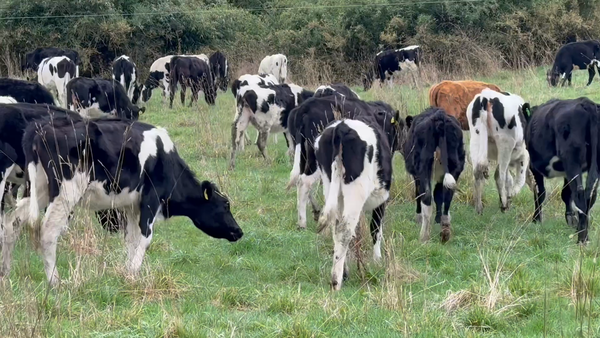 Lote 65 Ternera en Puerto Varas, X Región Los Lagos