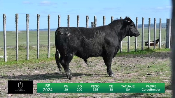 Lote TOROS LA CARMELITA