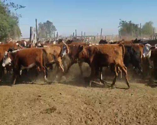 Lote 75 Novillitos en Empedrado, Corrientes