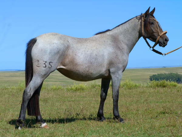 Lote Adrenalina Salpay