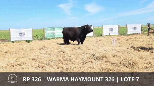 Lote TOROS PUROS DE PEDIGREE