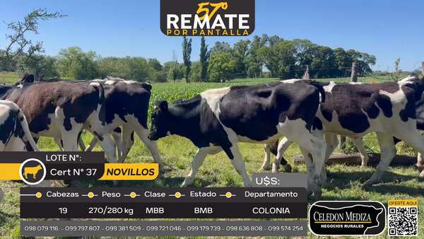 Lote 19 Novillos en Otra Localidad, Colonia