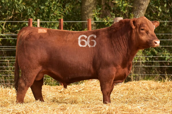 Lote TOROS ANGUS PC