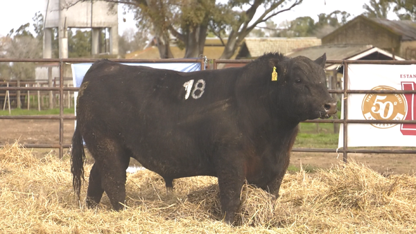 Lote TOROS ANGUS NEGROS  PC