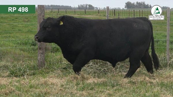 Lote 3 Toros ANGUS en Balcarce