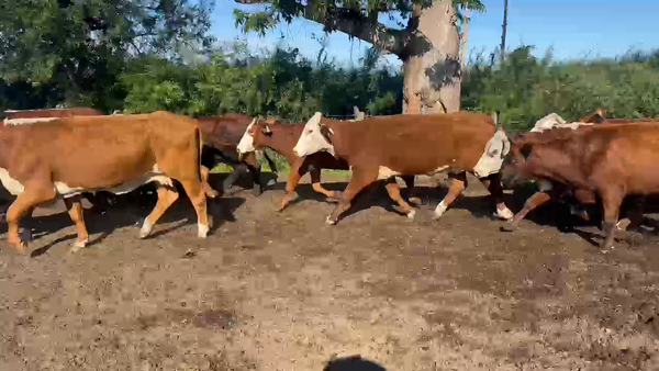 Lote 40 Vacas de invernar