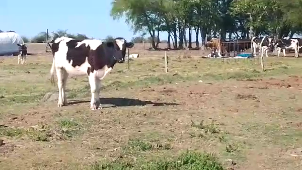 Lote Terneras HOLANDO 240kg - , San José