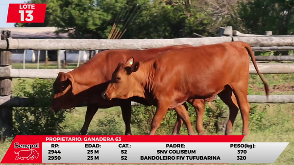 Lote LOTE 13