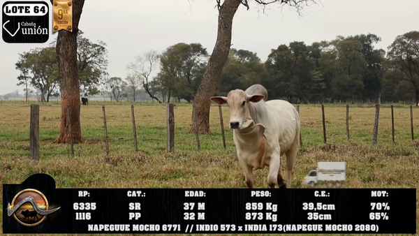 Lote LOTE 64