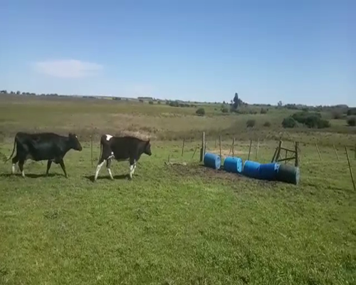 Lote Vaquillonas  480kg - , San José