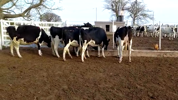 Lote Marisel Peretti