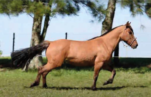 Lote El Gavilán Musulmana (RP 422) Cabaña "El Gavilán"