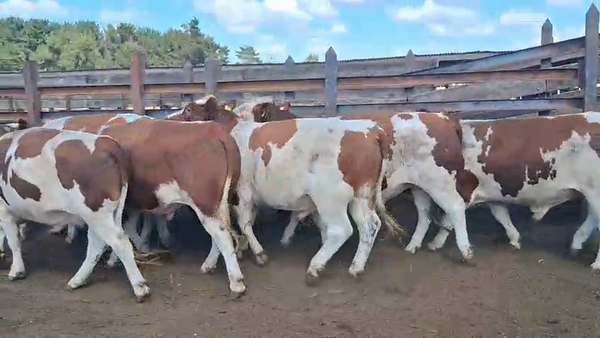  20 Novillo Gordo en Los Ángeles, VIII Región Biobío